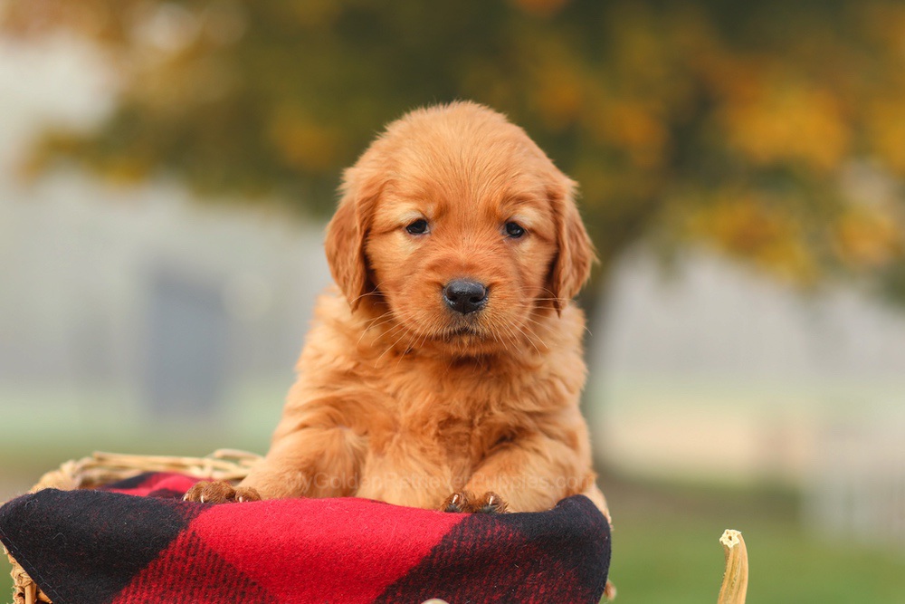 Polly Image of Polly, a Golden Retriever puppy