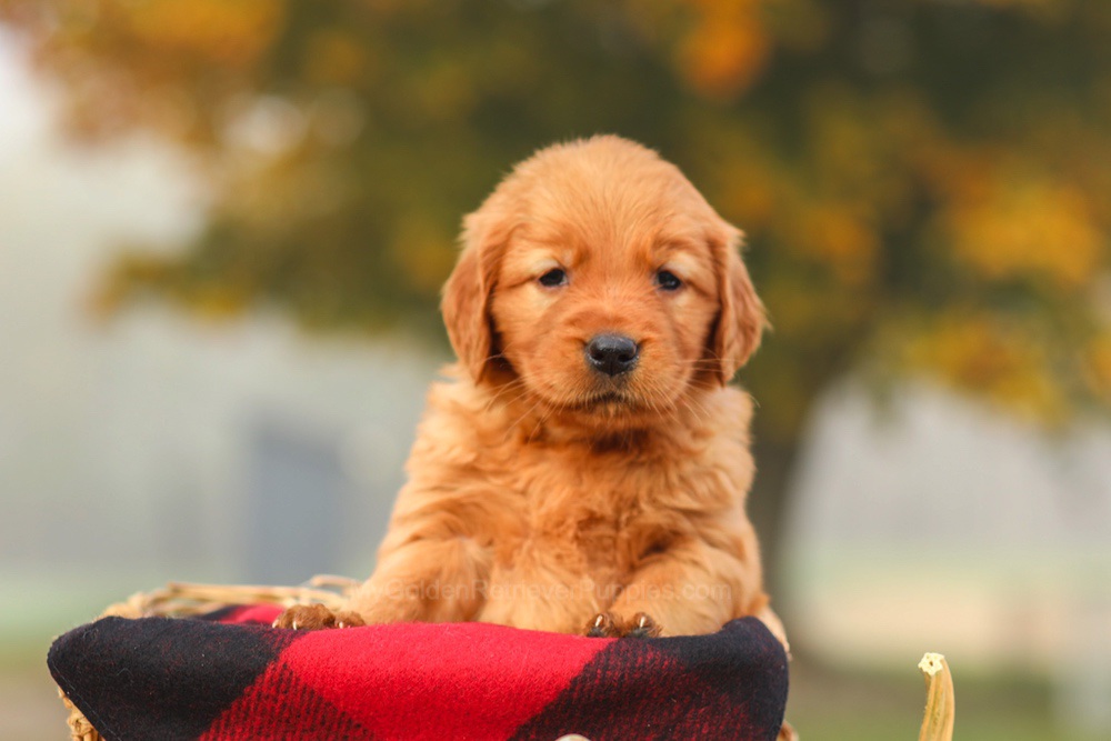 Polly Image of Polly, a Golden Retriever puppy