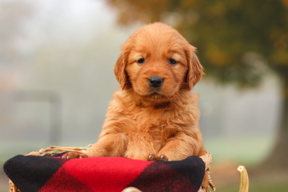 Polly Image of Polly, a Golden Retriever puppy
