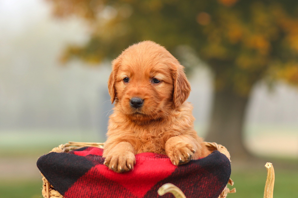Polly Image of Polly, a Golden Retriever puppy