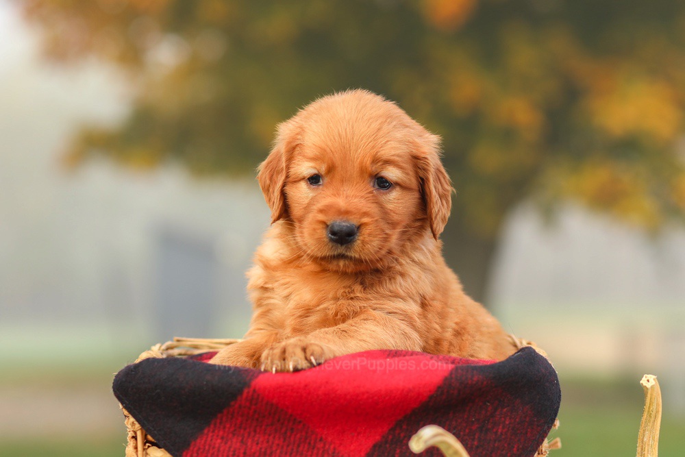 Polly Image of Polly, a Golden Retriever puppy