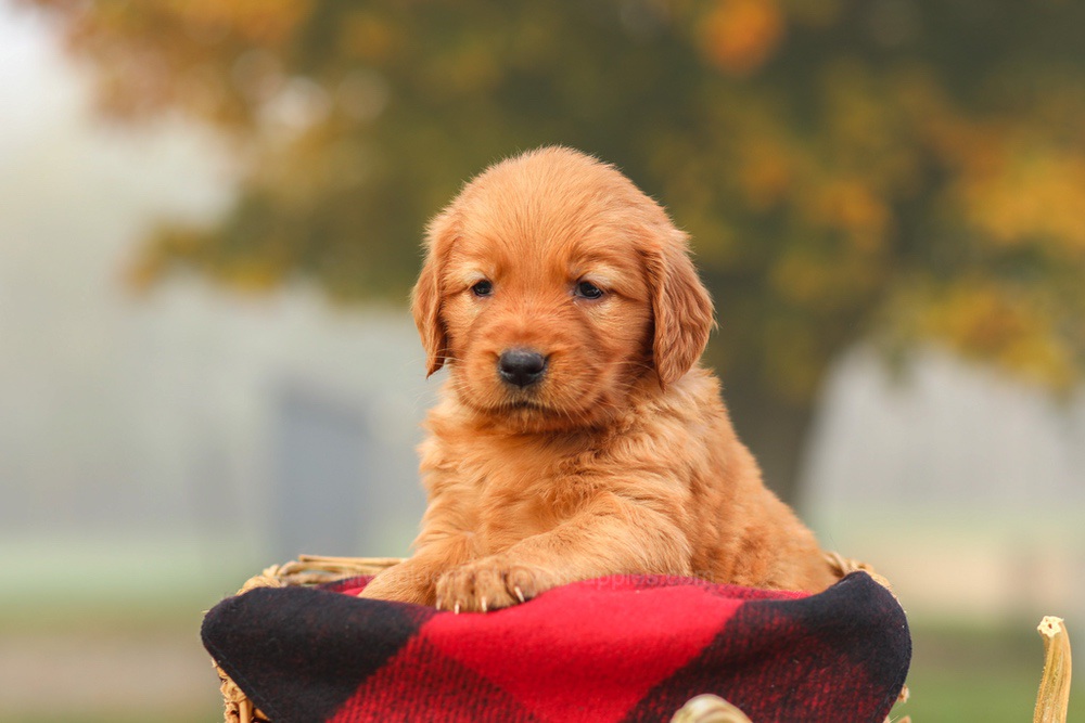 Polly Image of Polly, a Golden Retriever puppy