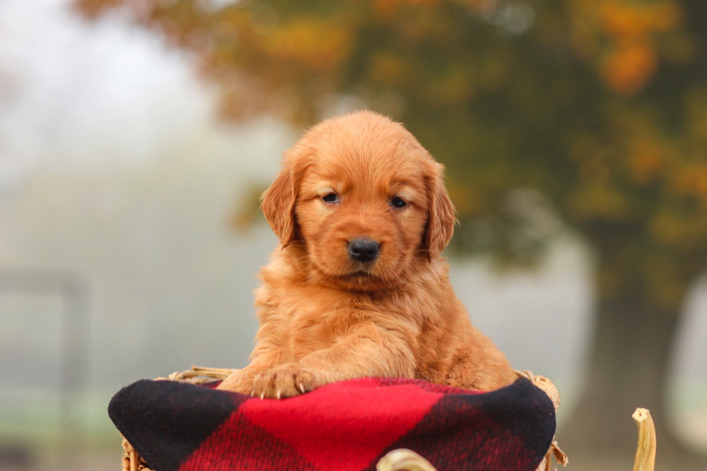 Polly Image of Polly, a Golden Retriever puppy