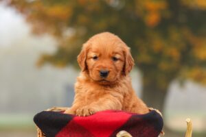 Image of Polly, a Golden Retriever puppy