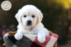 Image of River, a Golden Retriever puppy