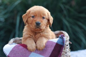 Image of Sheila, a Golden Retriever puppy