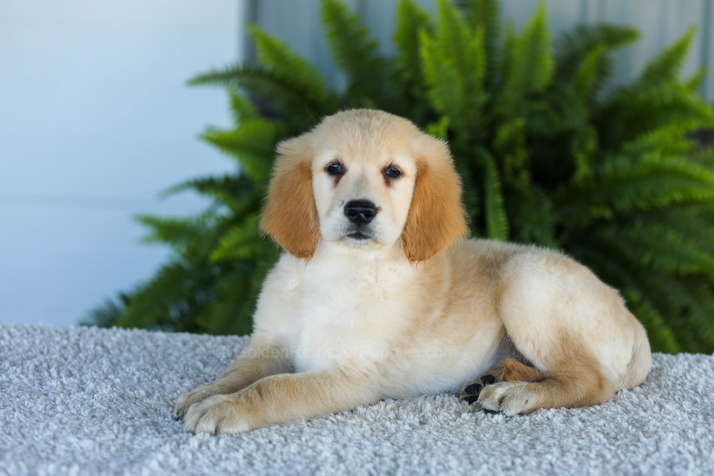 Tucker Image of Tucker, a Golden Retriever puppy