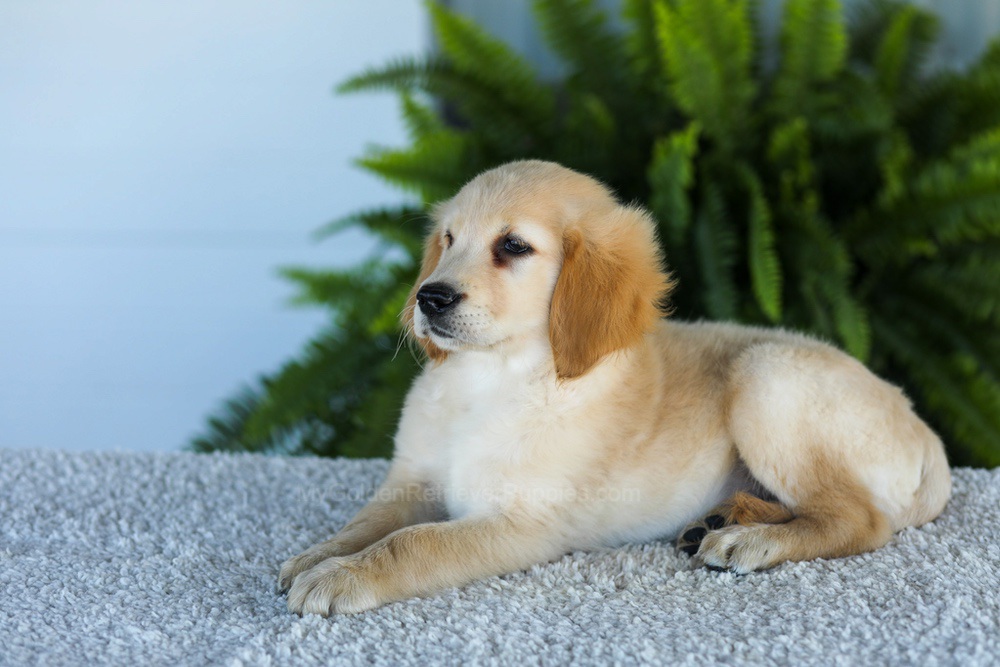 Tucker Image of Tucker, a Golden Retriever puppy
