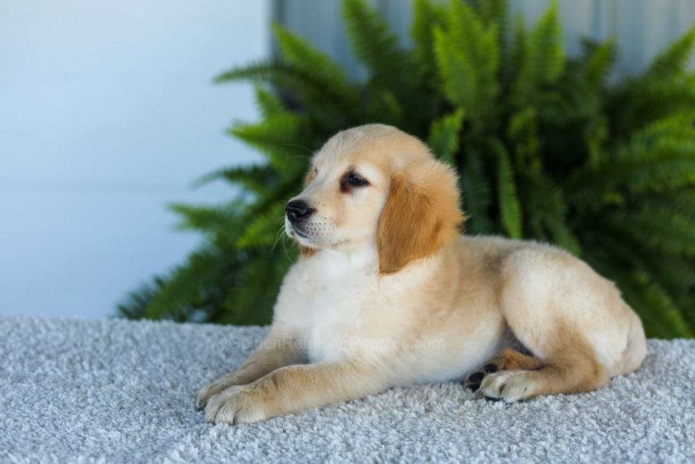 Tucker Image of Tucker, a Golden Retriever puppy