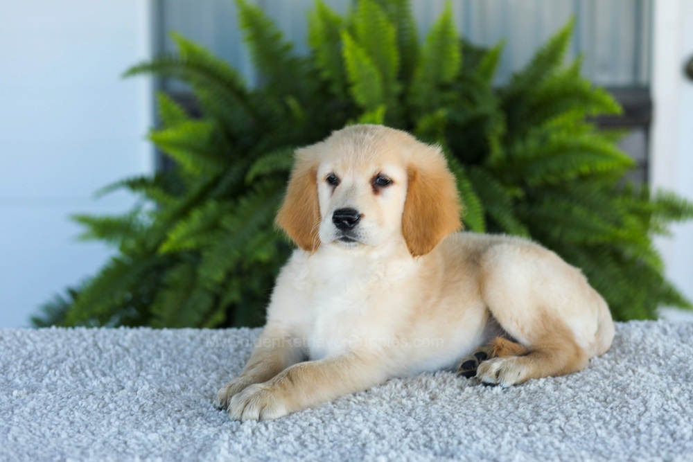 Tucker Image of Tucker, a Golden Retriever puppy