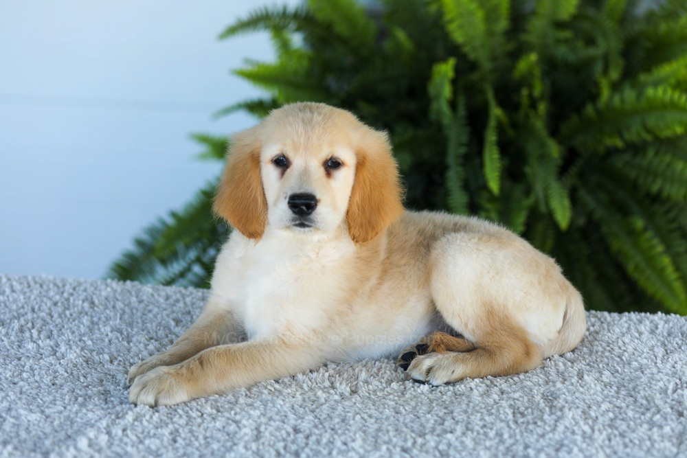 Tucker Image of Tucker, a Golden Retriever puppy