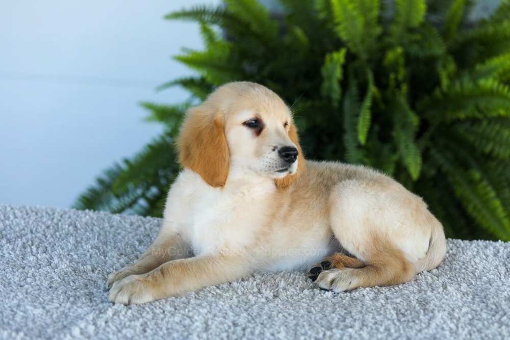Tucker Image of Tucker, a Golden Retriever puppy