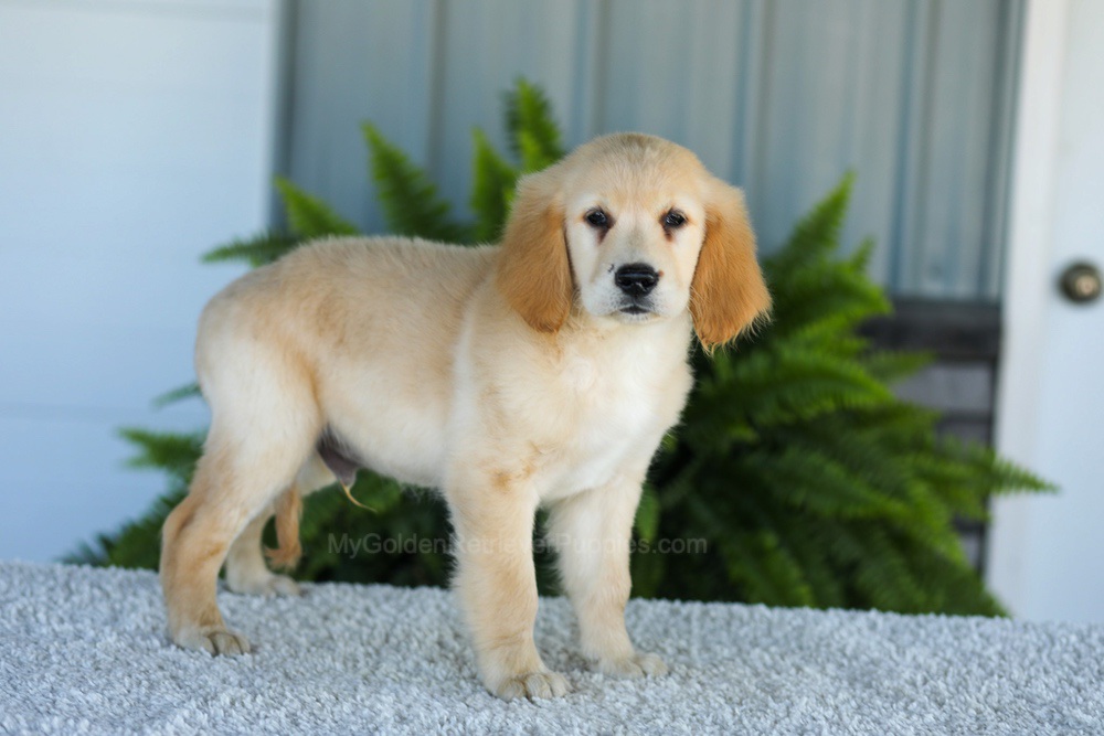 Tucker Image of Tucker, a Golden Retriever puppy