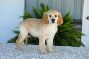 Image of Tucker, a Golden Retriever puppy