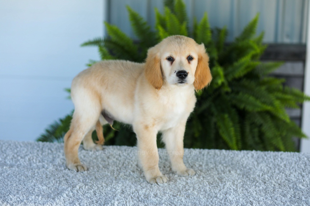 Tucker Image of Tucker, a Golden Retriever puppy