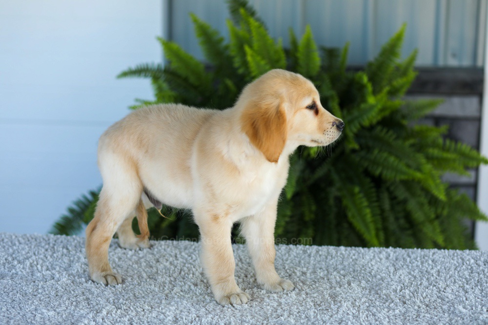 Tucker Image of Tucker, a Golden Retriever puppy