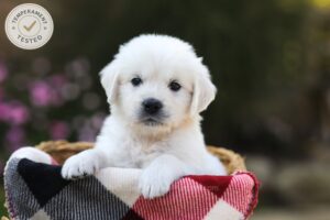 Image of Bolt, a Golden Retriever puppy