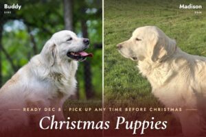 Image of Christmas Creams 🎄, a Golden Retriever puppy