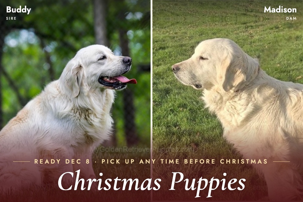 Christmas Creams 🎄 Image of Christmas Creams 🎄, a Golden Retriever puppy