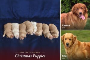 Image of Chance x Tina 🎄 Ready Nov 28th, a Golden Retriever puppy