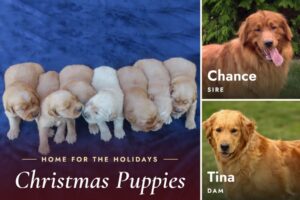 Image of Chance x Tina 🎄 Ready Nov 28th, a Golden Retriever puppy