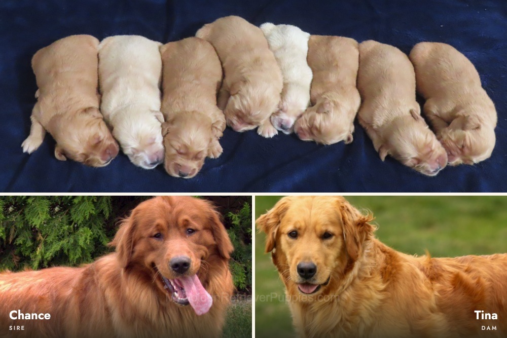 Chance x Tina π Ready Nov 28th Image of Chance x Tina π Ready Nov 28th, a Golden Retriever puppy