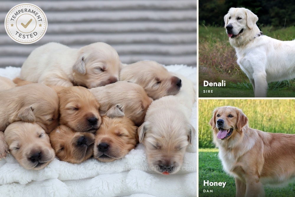 Denali ❤️ Honey - Nov 12 Image of Denali ❤️ Honey - Nov 12, a Golden Retriever puppy
