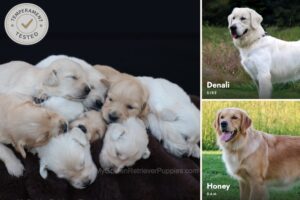 Image of Denali ❤️ Honey - Nov 12, a Golden Retriever puppy