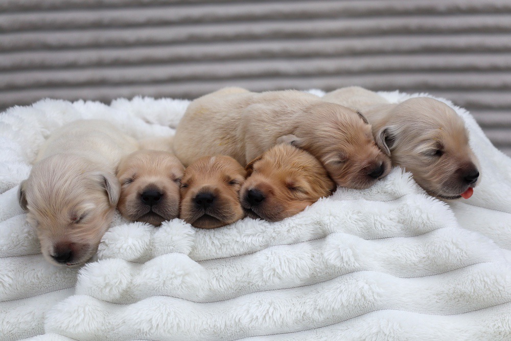 Denali ❤️ Honey - Nov 12 Image of Denali ❤️ Honey - Nov 12, a Golden Retriever puppy