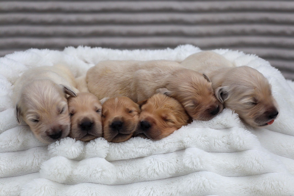 Denali ❤️ Honey - Nov 12 Image of Denali ❤️ Honey - Nov 12, a Golden Retriever puppy