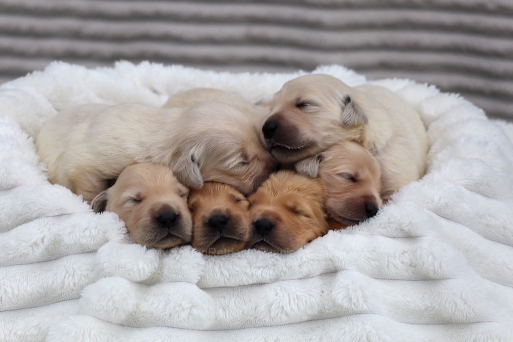 Denali ❤️ Honey - Nov 12 Image of Denali ❤️ Honey - Nov 12, a Golden Retriever puppy