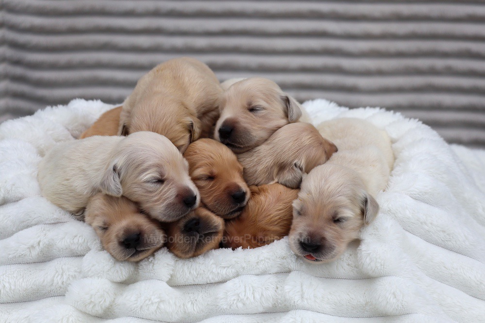 Denali ❤️ Honey - Nov 12 Image of Denali ❤️ Honey - Nov 12, a Golden Retriever puppy