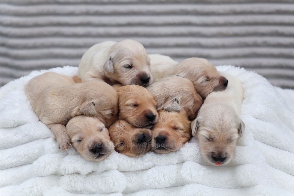 Denali ❤️ Honey - Nov 12 Image of Denali ❤️ Honey - Nov 12, a Golden Retriever puppy