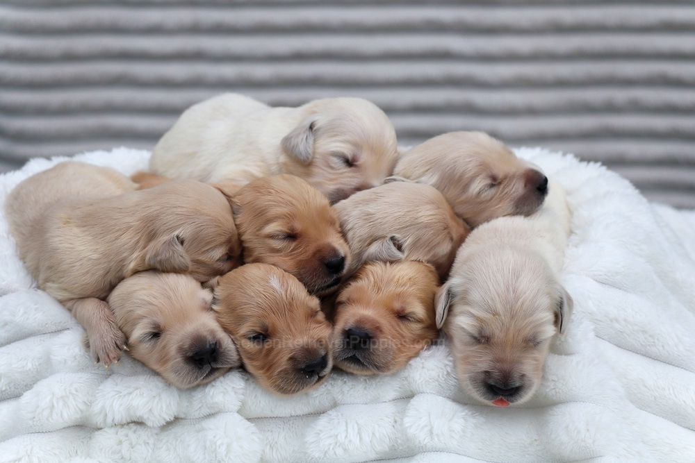 Denali ❤️ Honey - Nov 12 Image of Denali ❤️ Honey - Nov 12, a Golden Retriever puppy