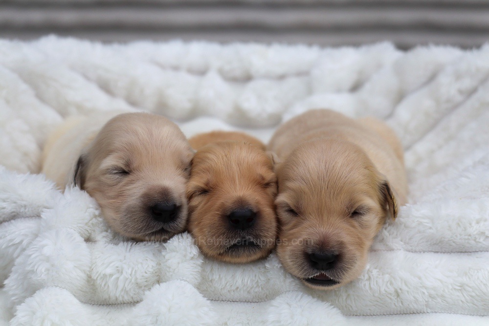 Denali ❤️ Honey - Nov 12 Image of Denali ❤️ Honey - Nov 12, a Golden Retriever puppy