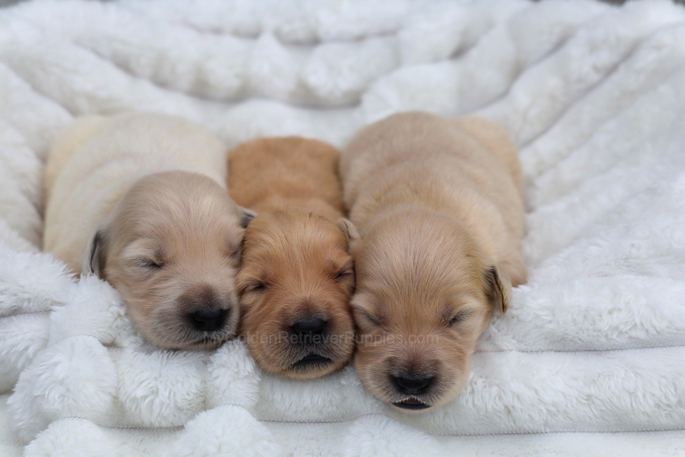 Denali ❤️ Honey - Nov 12 Image of Denali ❤️ Honey - Nov 12, a Golden Retriever puppy