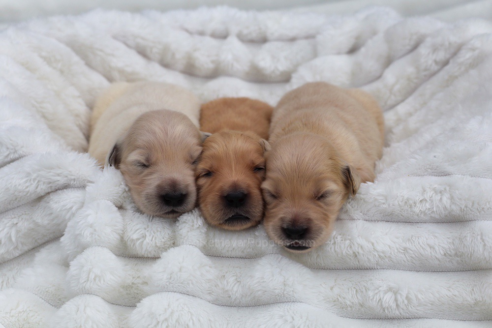 Denali ❤️ Honey - Nov 12 Image of Denali ❤️ Honey - Nov 12, a Golden Retriever puppy