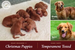Image of Dark Golden 🤎  Dec. 11th, a Golden Retriever puppy