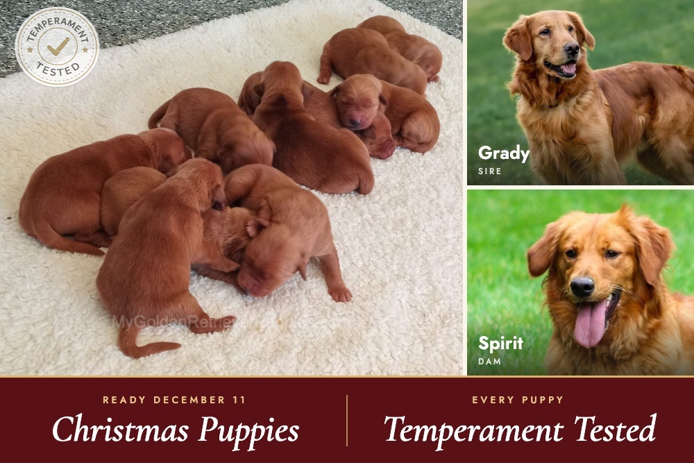Dark Golden 🤎 Dec. 11th Image of Dark Golden 🤎 Dec. 11th, a Golden Retriever puppy