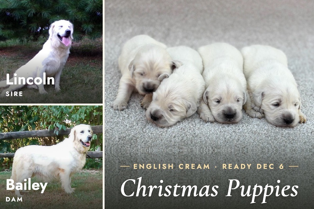 English Cream Dec. 7 Image of English Cream Dec. 7, a Golden Retriever puppy