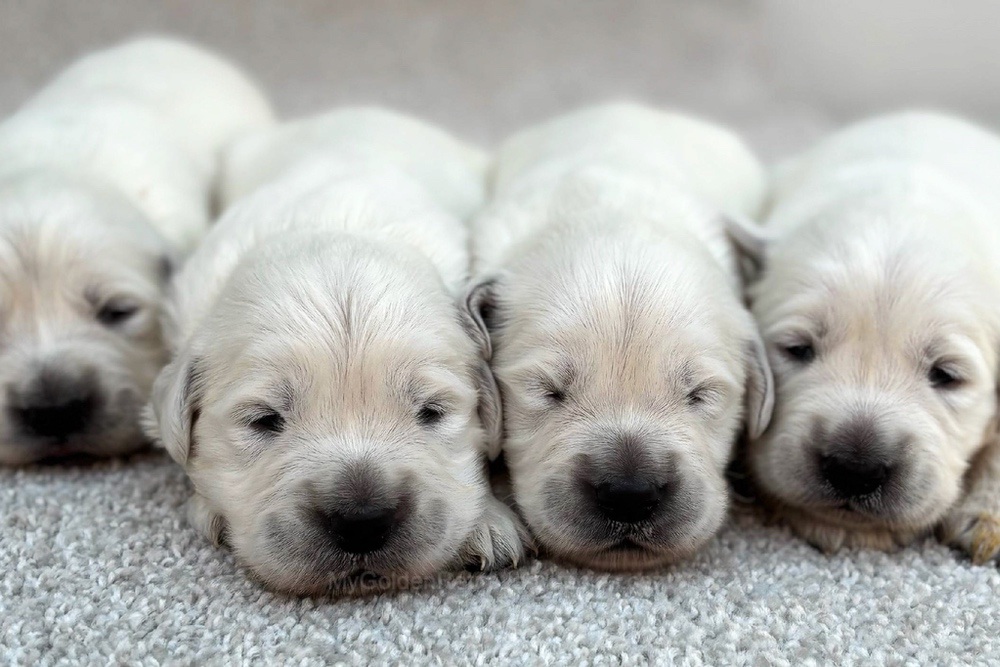 English Cream Dec. 7 Image of English Cream Dec. 7, a Golden Retriever puppy