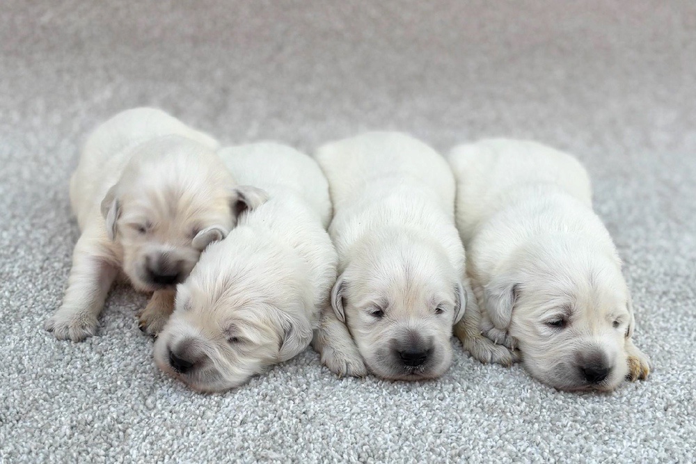 English Cream Dec. 7 Image of English Cream Dec. 7, a Golden Retriever puppy