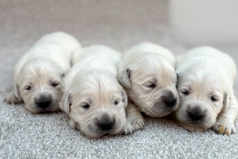 English Cream Dec. 7 Image of English Cream Dec. 7, a Golden Retriever puppy