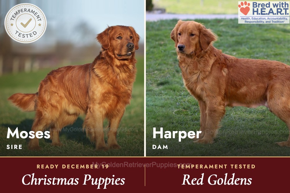 Red Goldens Dec 19th Image of Red Goldens Dec 19th, a Golden Retriever puppy