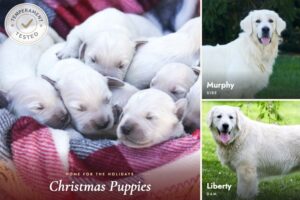 Image of Personality Tested 🎄 Dec 2nd, a Golden Retriever puppy