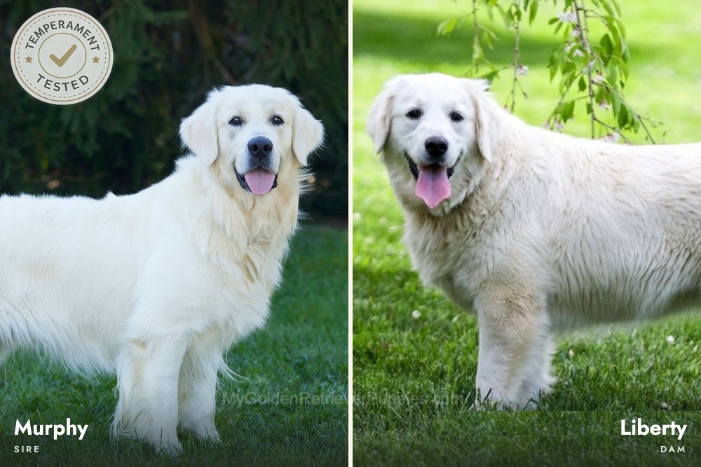 Personality Tested ๐ Dec 2nd Image of Personality Tested ๐ Dec 2nd, a Golden Retriever puppy