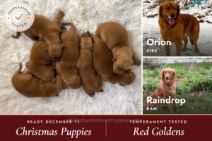Image of Red Golden 🎄 Dec 11th, a Golden Retriever puppy