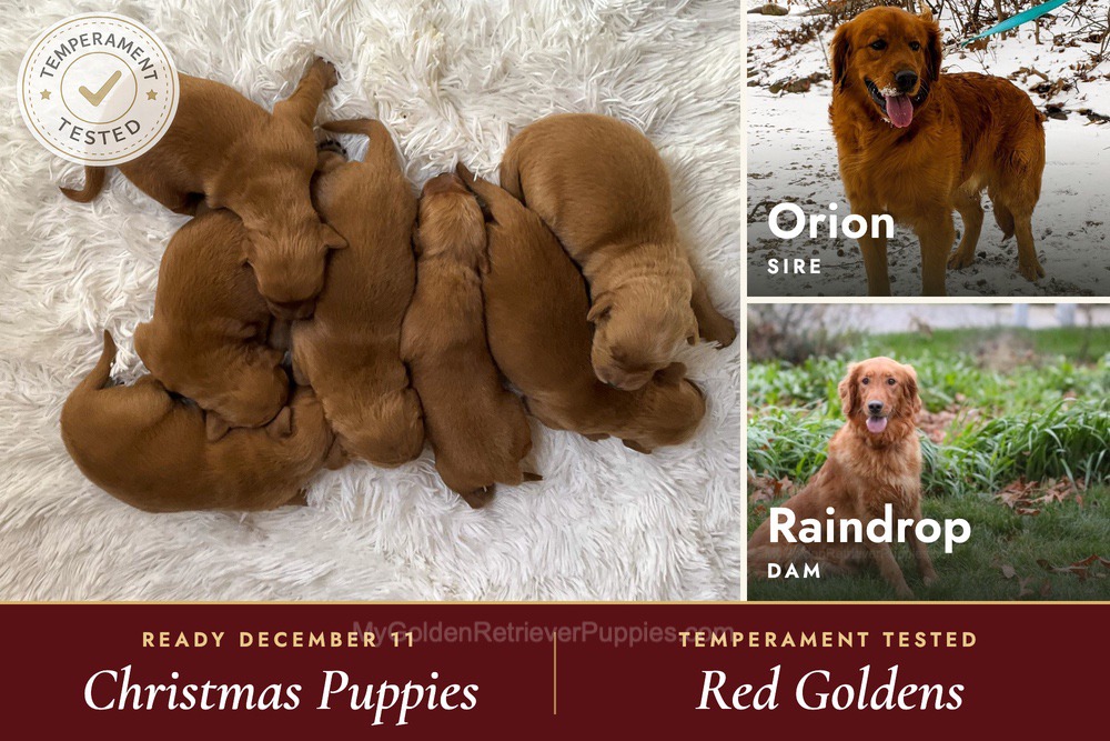 Red Golden 🎄 Dec 11th Image of Red Golden 🎄 Dec 11th, a Golden Retriever puppy