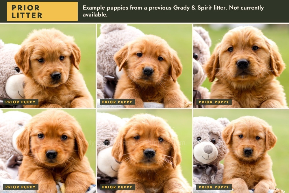 Dark Golden 🤎 Dec. 11th Image of Dark Golden 🤎 Dec. 11th, a Golden Retriever puppy