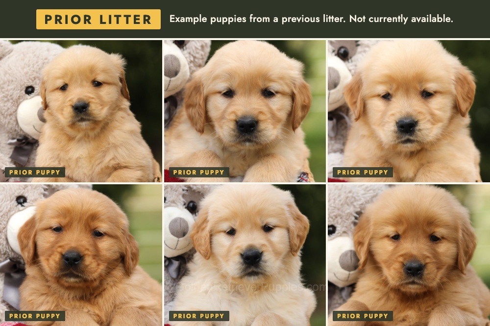 Chance x Tina π Ready Nov 28th Image of Chance x Tina π Ready Nov 28th, a Golden Retriever puppy